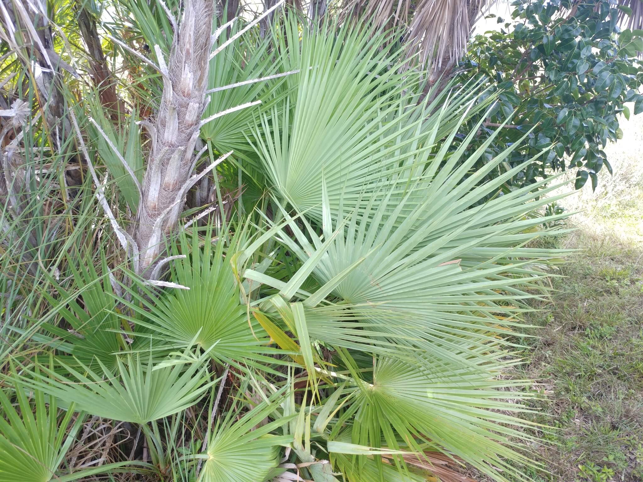 Acoelorraphe wrightii 